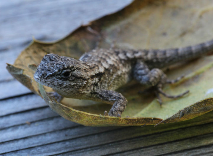 Fence Lizard